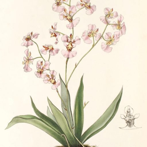 Tolumnia Variegata