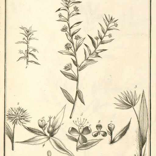 Tonina Fluviatilis