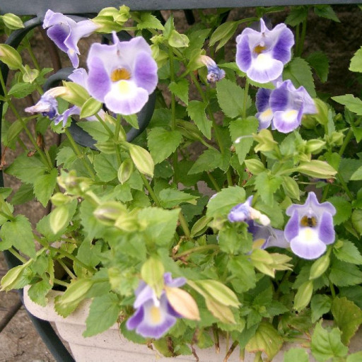 Torenia Fournieri