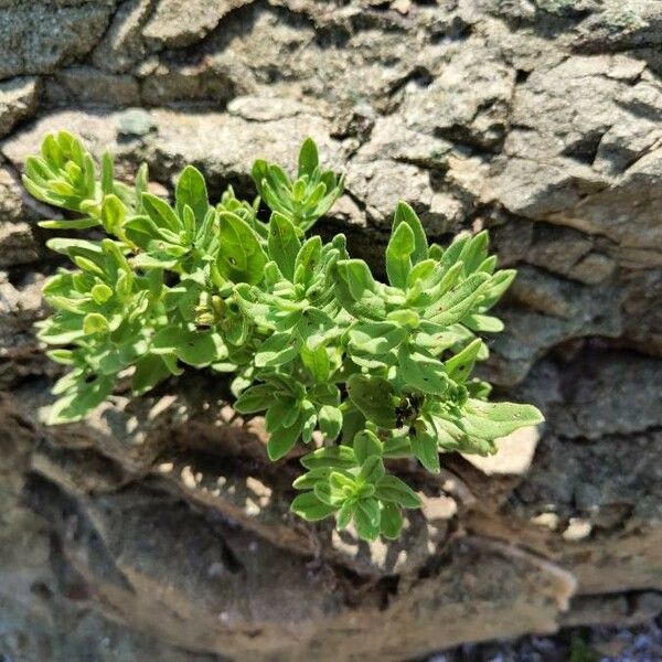 Tournefortia Sibirica