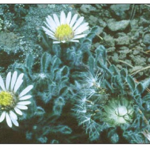 Yellowstone Grounddaisy (Townsendia Condensata) Plant Care & How to ...