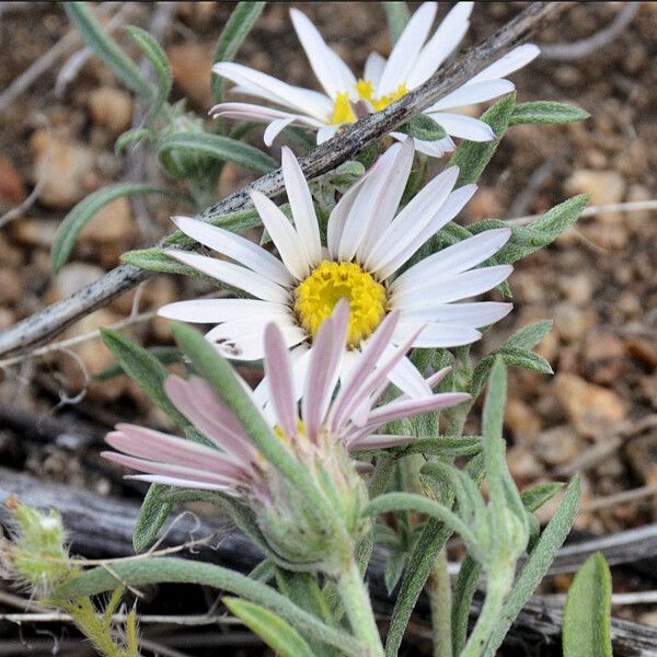 Fendler's Ground-Daisy (Townsendia Fendleri) Care Guide: Water, Soil ...