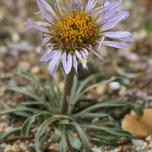 Parry's Townsend Daisy (Townsendia Parryi) Care Guide: Water, Soil ...