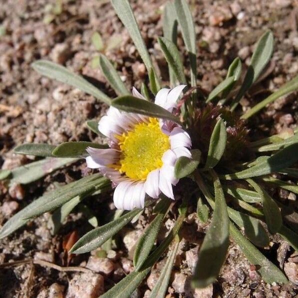 Townsendia Rothrockii