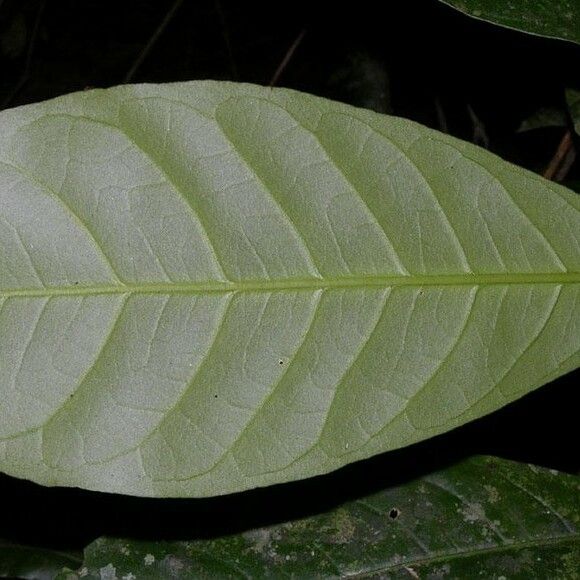 Toxosiphon Lindenii