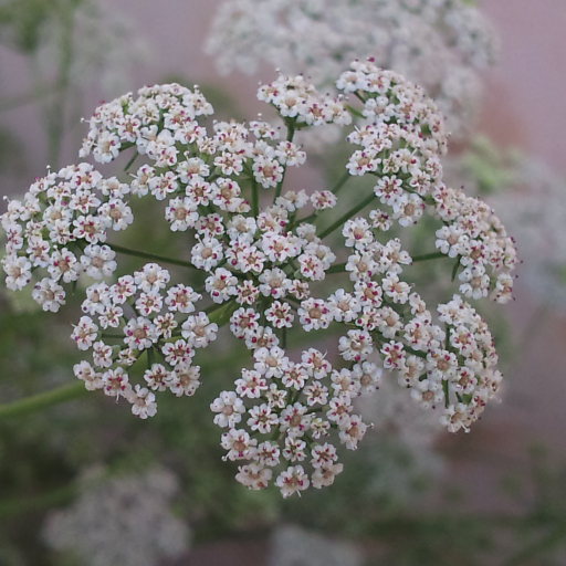 Trachyspermum Ammi