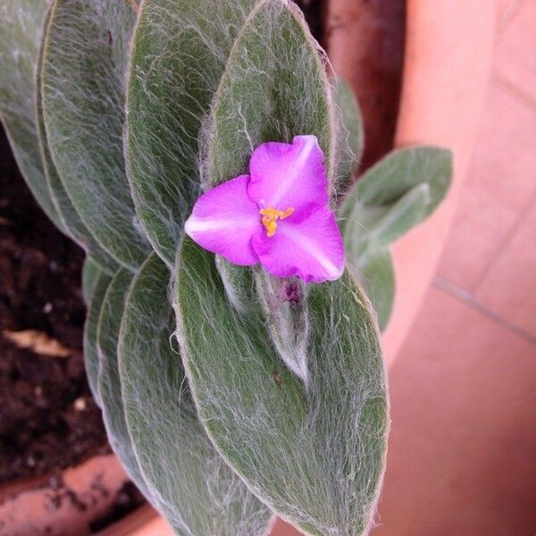 Tradescantia Crassifolia
