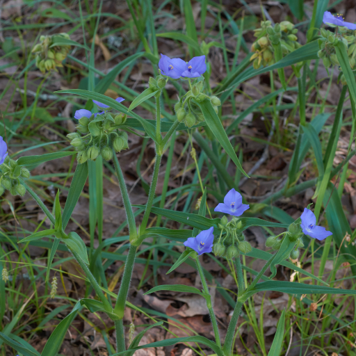Tradescantia Hirsutiflora