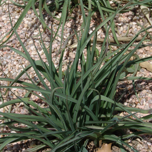 Tradescantia Occidentalis