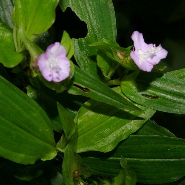 Tradescantia Poelliae