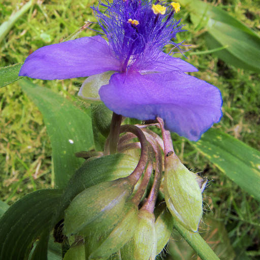 Tradescantia Virginiana