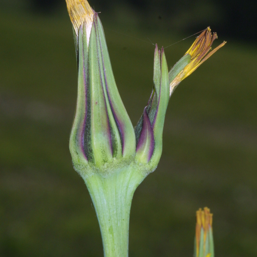 Tragopogon Pratensis