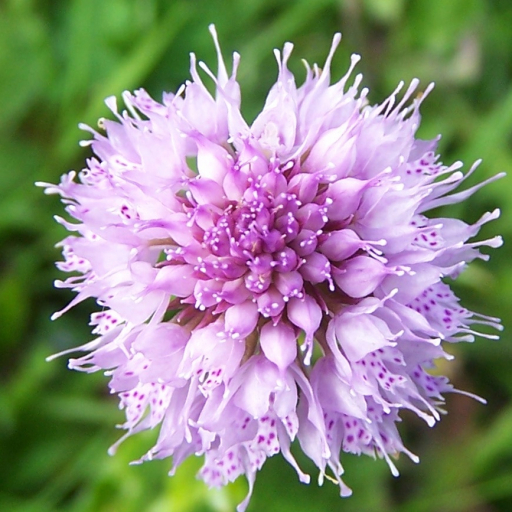 Traunsteinera Globosa