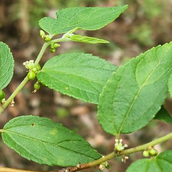 Trema Tree Roots Nettle Tree (Trema Tomentosum) Care Guide: Water, Soil & Propagation ...
