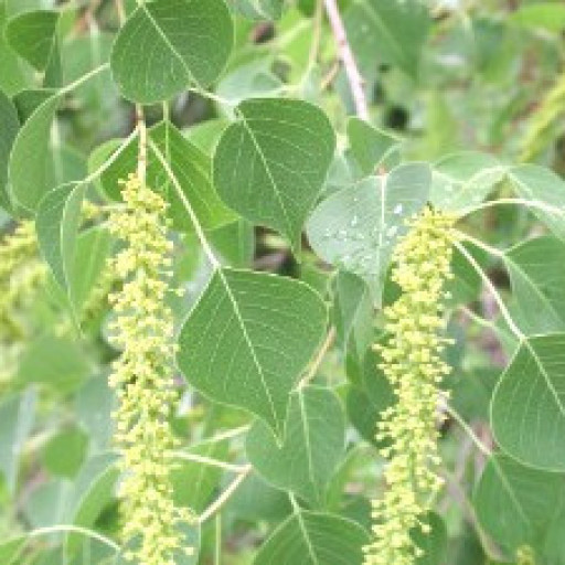 Triadica Sebifera