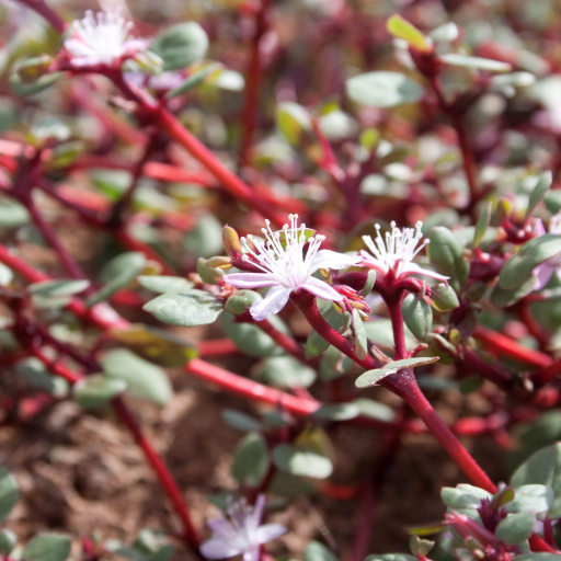Trianthema Portulacastrum