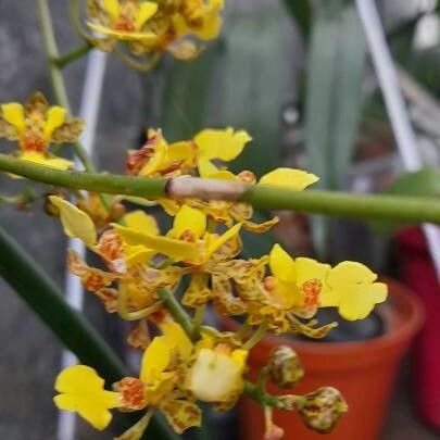 Trichocentrum Cebolleta
