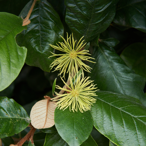 Trichocladus Ellipticus