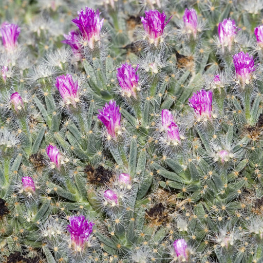 Trichodiadema Densum