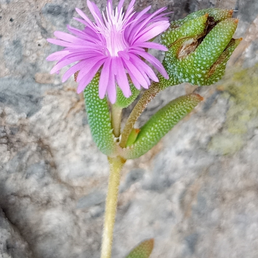 Trichodiadema Pomeridianum