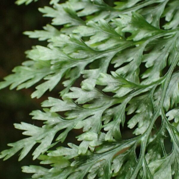 Trichomanes Speciosum