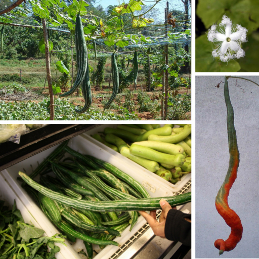 Trichosanthes Cucumerina