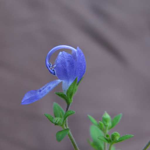 Trichostema Dichotomum