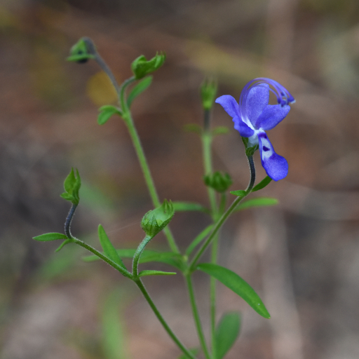 Trichostema Setaceum
