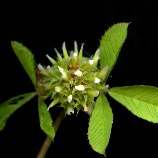 Trifolium Glomeratum