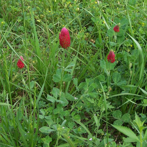 Trifolium Incarnatum