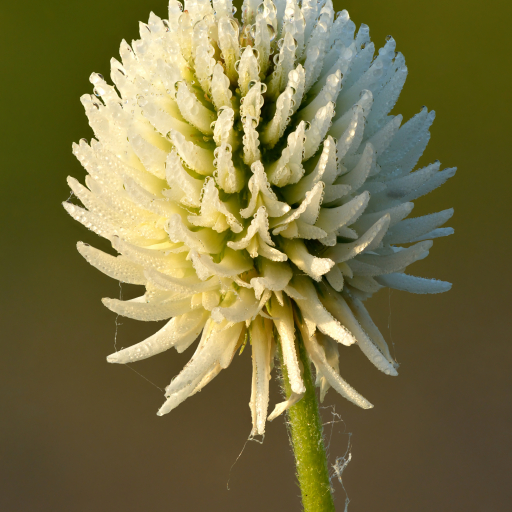 Trifolium Montanum