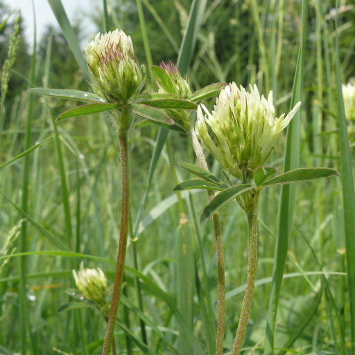 Trifolium Ochroleucon