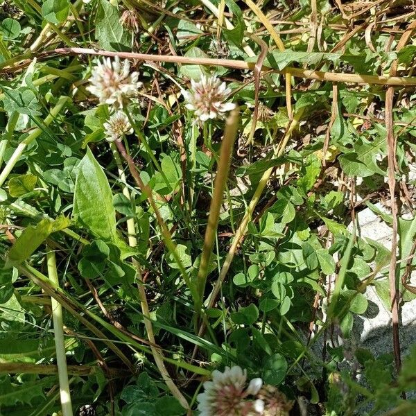 Trifolium Orbelicum