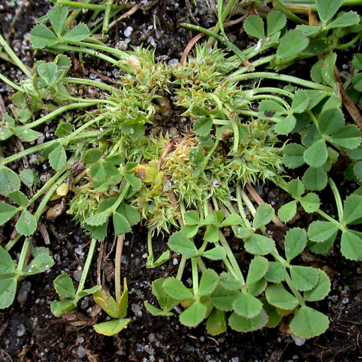 Trifolium Suffocatum