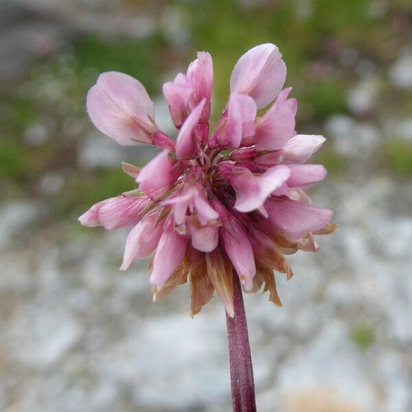 Trifolium Thalii