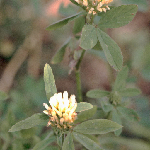 Trifolium