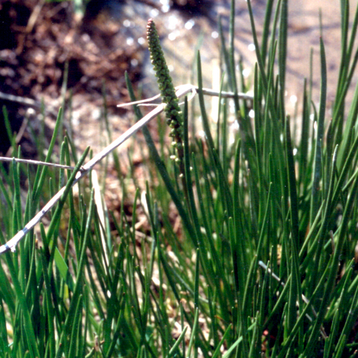 Seaside Arrowgrass