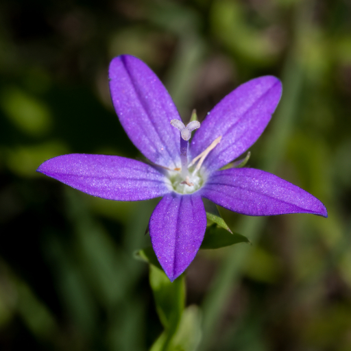 Triodanis Biflora