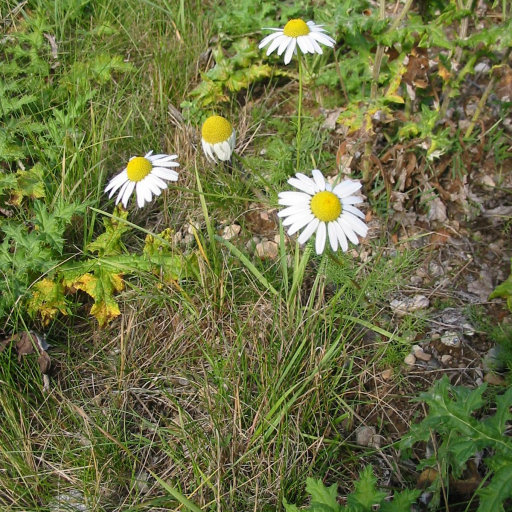 Tripleurospermum Inodorum