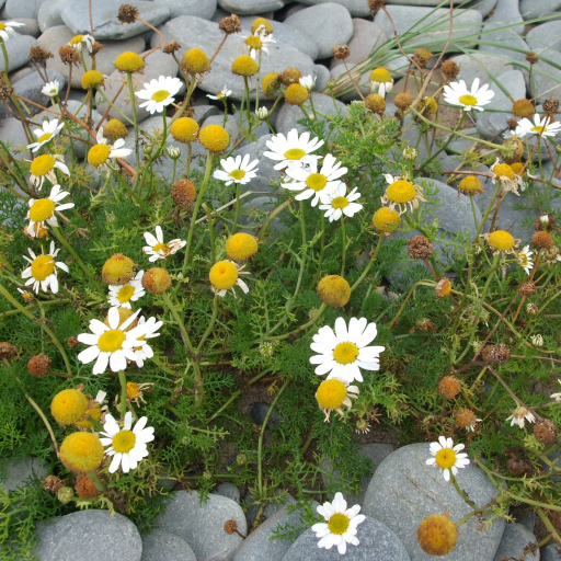 Tripleurospermum Maritimum