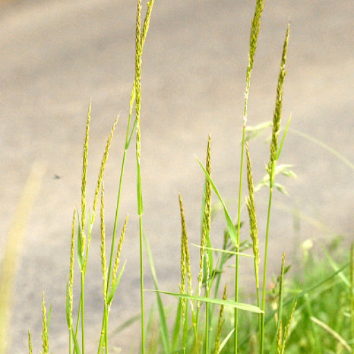 Trisetum Flavescens