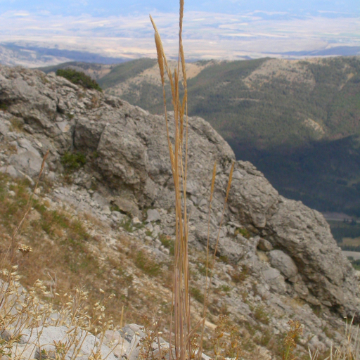 Spiked Oatgrass