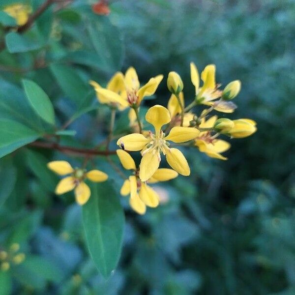 Tristellateia Australasiae