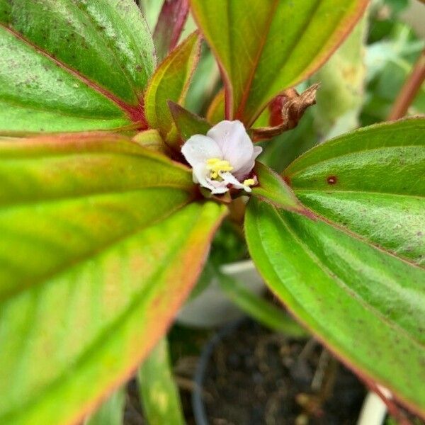 Tristemma Mauritianum