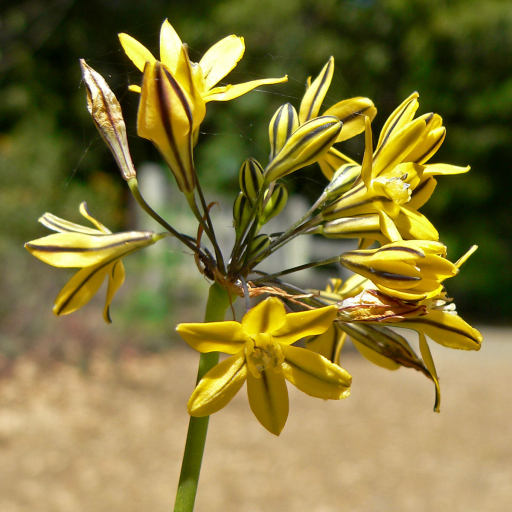 Triteleia Lugens