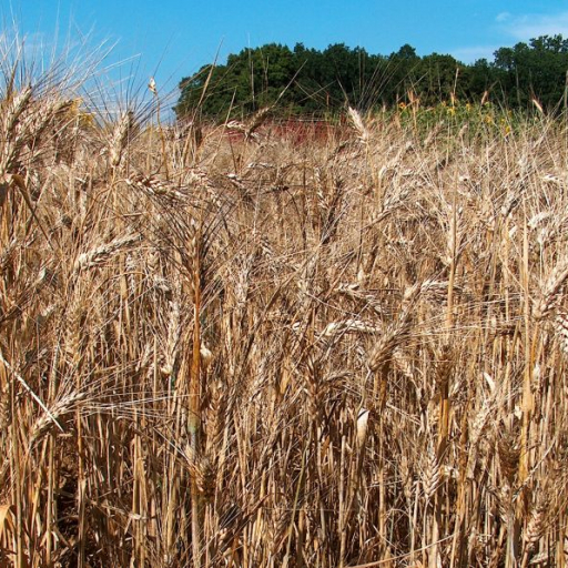 Triticum Durum