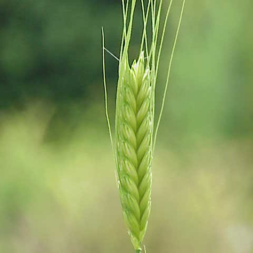 Triticum Monococcum