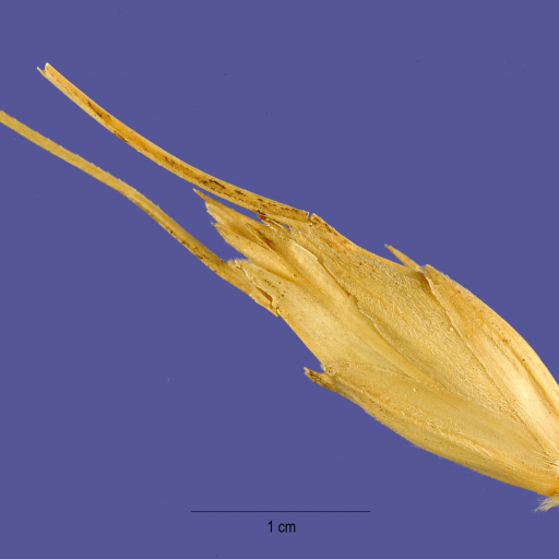 Triticum Timopheevii