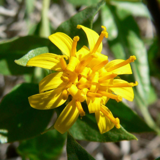 Trixis Californica