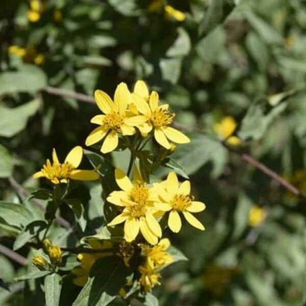 Trixis Inula